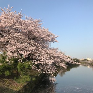 桜2018