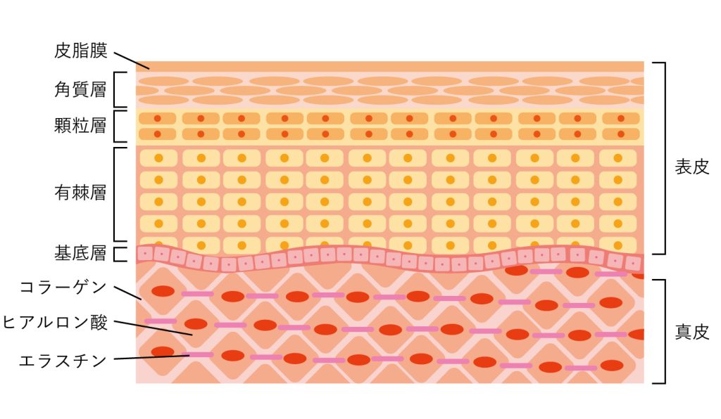 肌の真皮層、コラーゲンとエラスチン